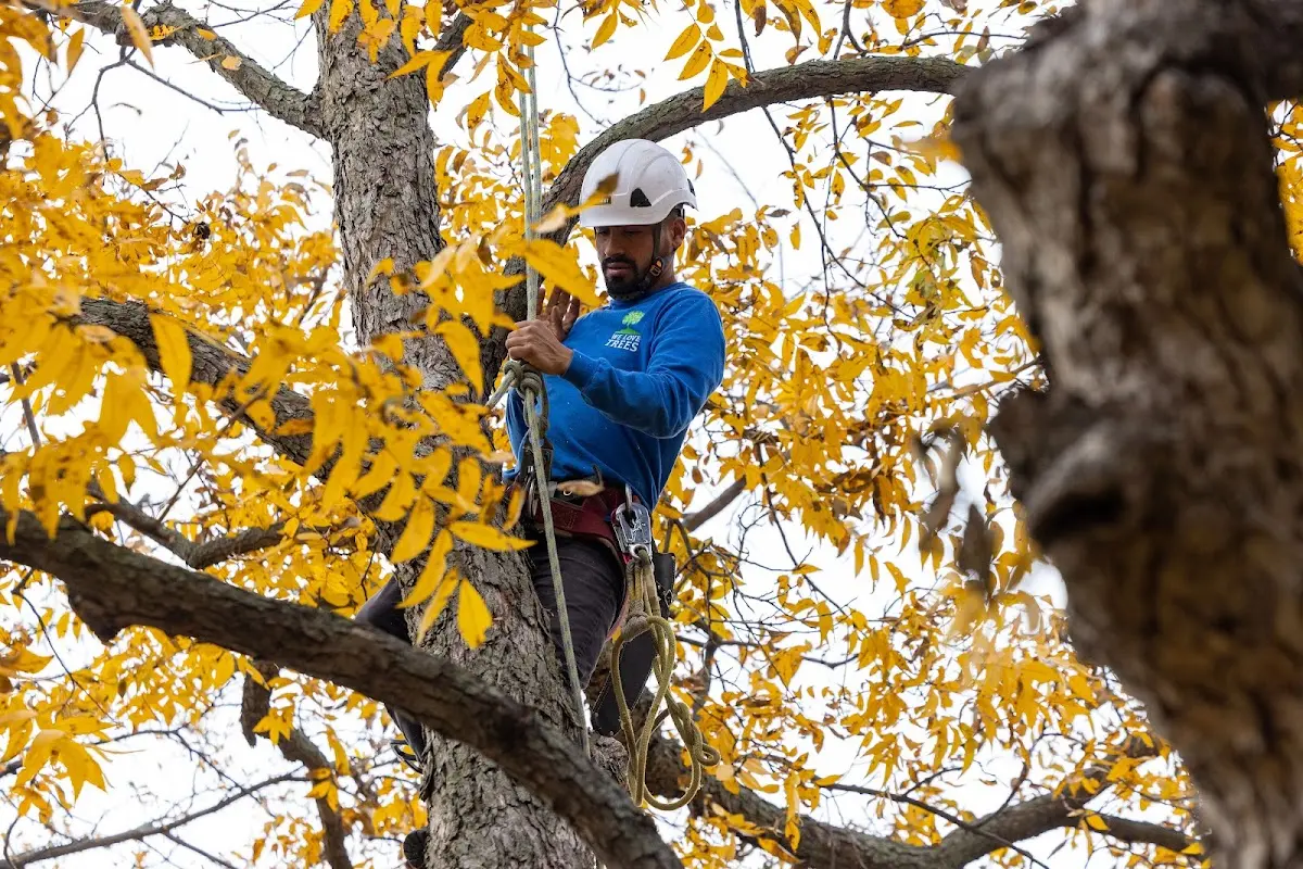 Skilled Tree Planing crew working in Meadville